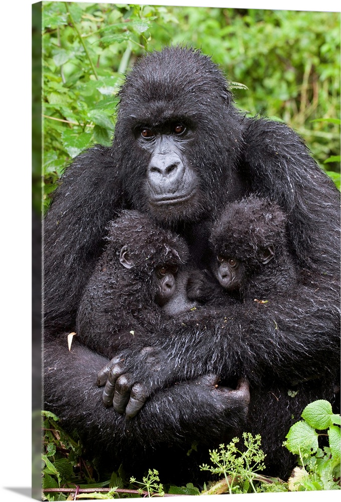 Mountain Gorilla.Gorilla gorilla beringei.Mother holding 5 month old twin babies.Parc National des Volcans, Rwanda.*Endang...