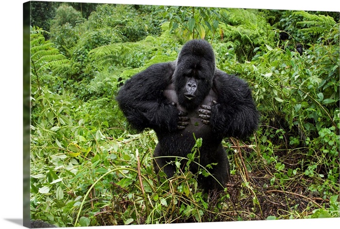 Mountain Gorilla Silverback Beating Chest Parc National Des Volcans Rwanda Wall Art Canvas Prints Framed Prints Wall Peels Great Big Canvas