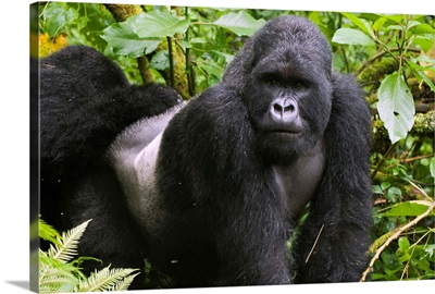Mountain Gorilla silverback, Parc National des Volcans, Rwanda