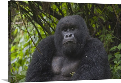 Mountain Gorilla sub-adult male, Parc National des Volcans, Rwanda