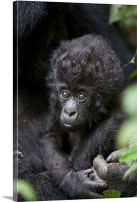 Mountain Gorilla three month old infant, endangered, Parc National Des Volcans, Rwanda