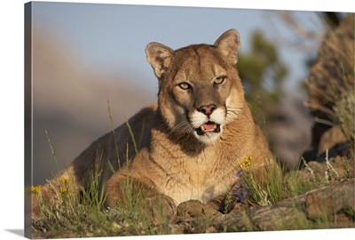 Mountain Lion (Felis concolor) portrait, North America