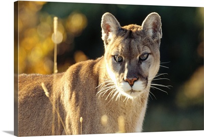 Mountain Lion or Cougar (Felis concolor) adult portrait, North America