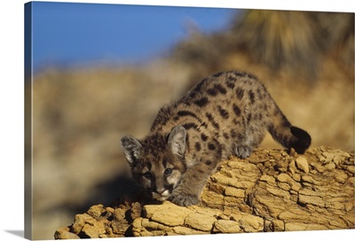 Mountain Lion or Cougar (Felis concolor) kitten with speckled coat, North America