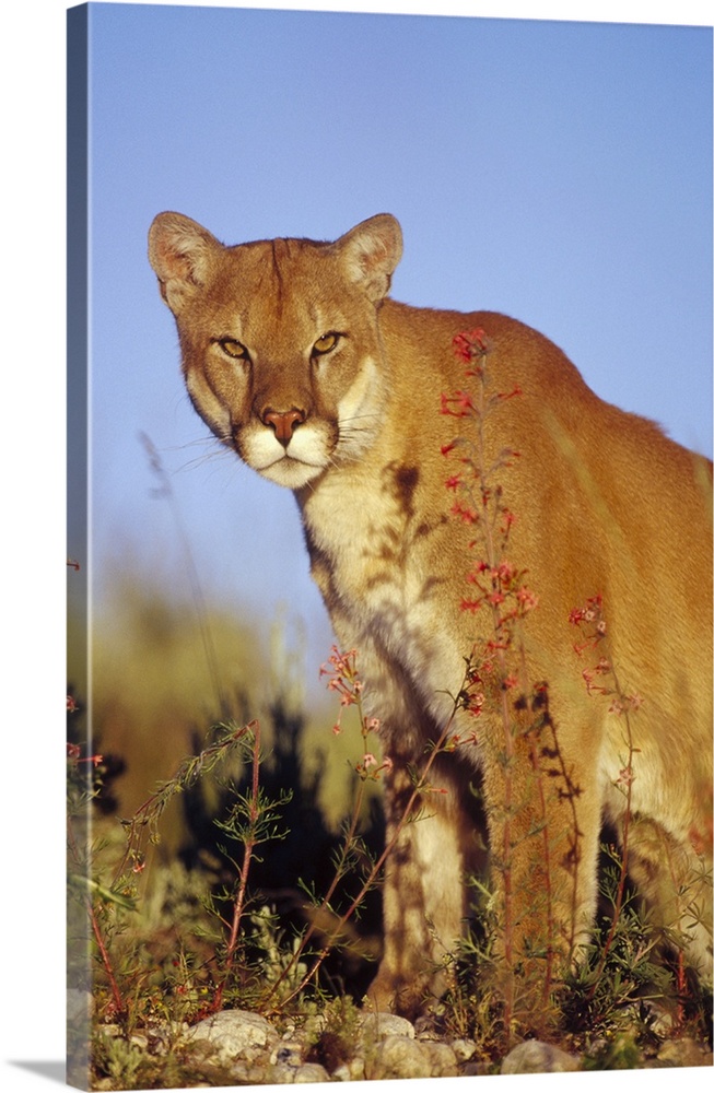 Mountain Lion or Cougar (Felis concolor) portrait, North America