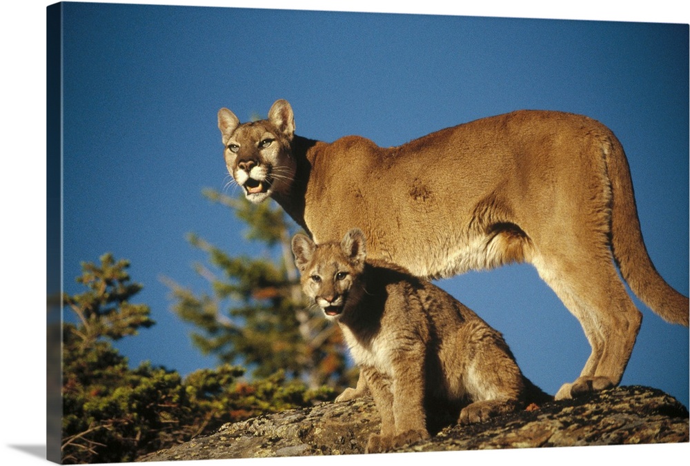Mountain Lion or Cougar mother with kitten, North America, captive animal