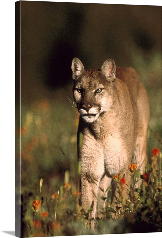 Mountain Lion or Cougar walking through a field of red Paintbrush flowers