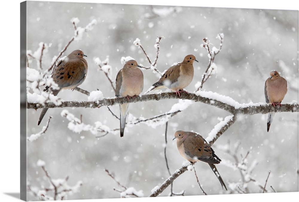 Horizontal, large photograph of five mourning doves on a snow covered branch in Nova Scotia, Canada.