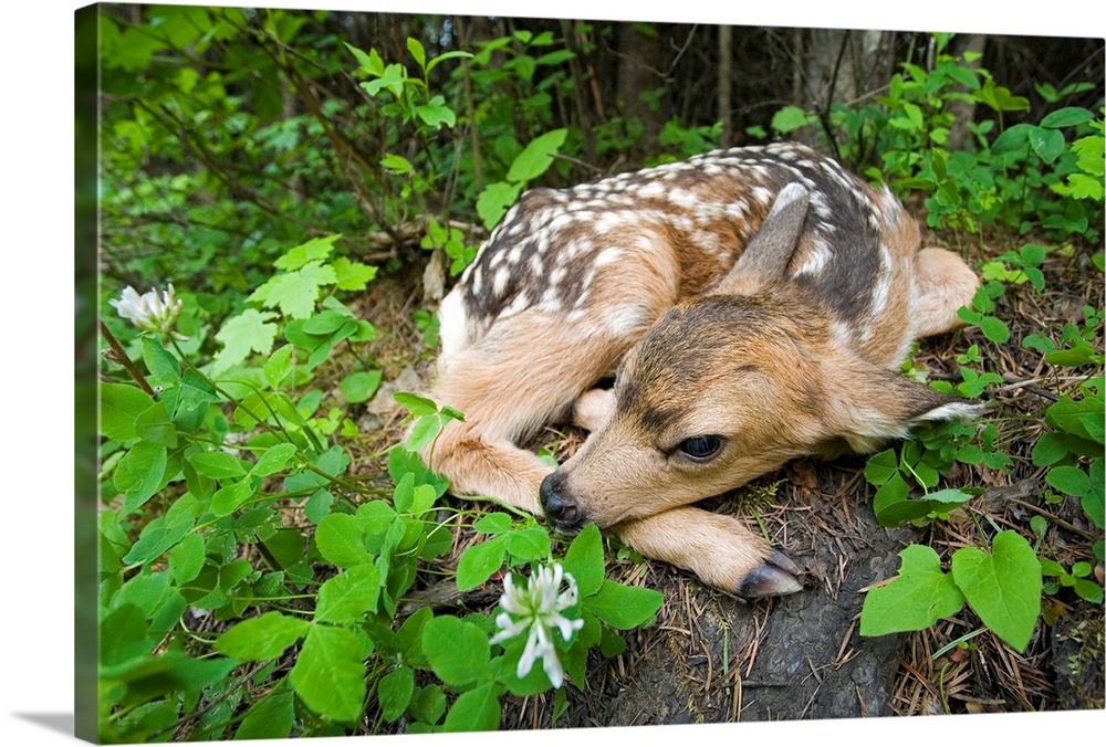 Mule Deer (Odocoileus hemionus) newborn fawn hides in the forest, waiting for the return of its mother, Siuslaw National F...