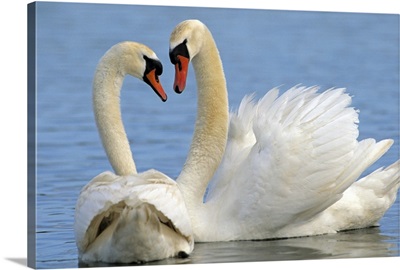 Mute Swan (Cygnus olor) pair courting, Europe