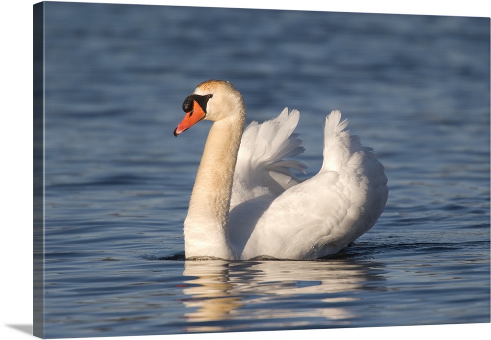 mute swan (Cygnus olor), Swimming, Kensington Metro Park, Milford, MI
