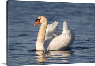 Mute Swan (Cygnus olor) swimming, Kensington Metropark, Milford, Michigan