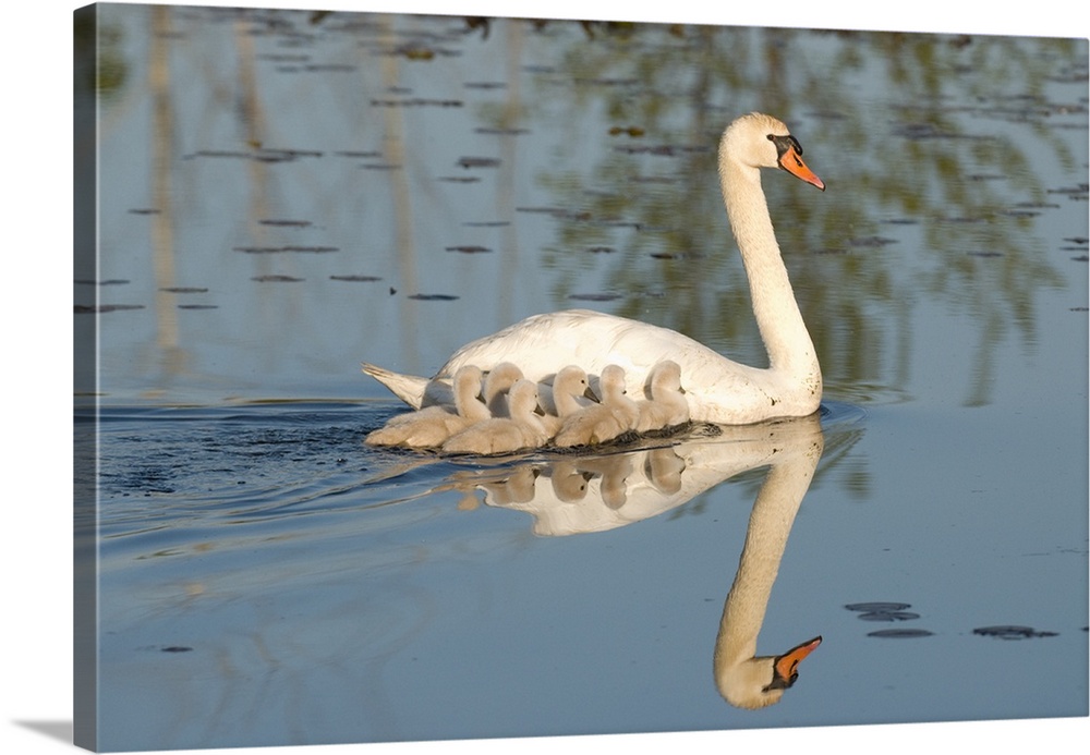 mute swan (Cygnus olor) swimming with young, Kensington Metro Park, MI
