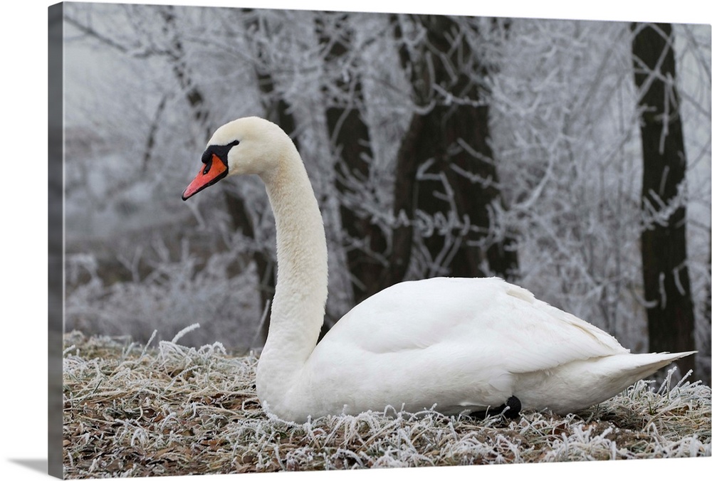 Mute Swan - white frost - Switzerland