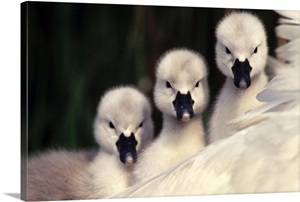 Mute Swans (Cygnus olor) three cygnets on parent's back, Europe image thumbnail