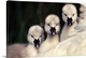 image thumbnail of THREE MUTE SWAN (Cygnus olor), THREE CYGNETS ON PARENT'S BACK, EUROPE