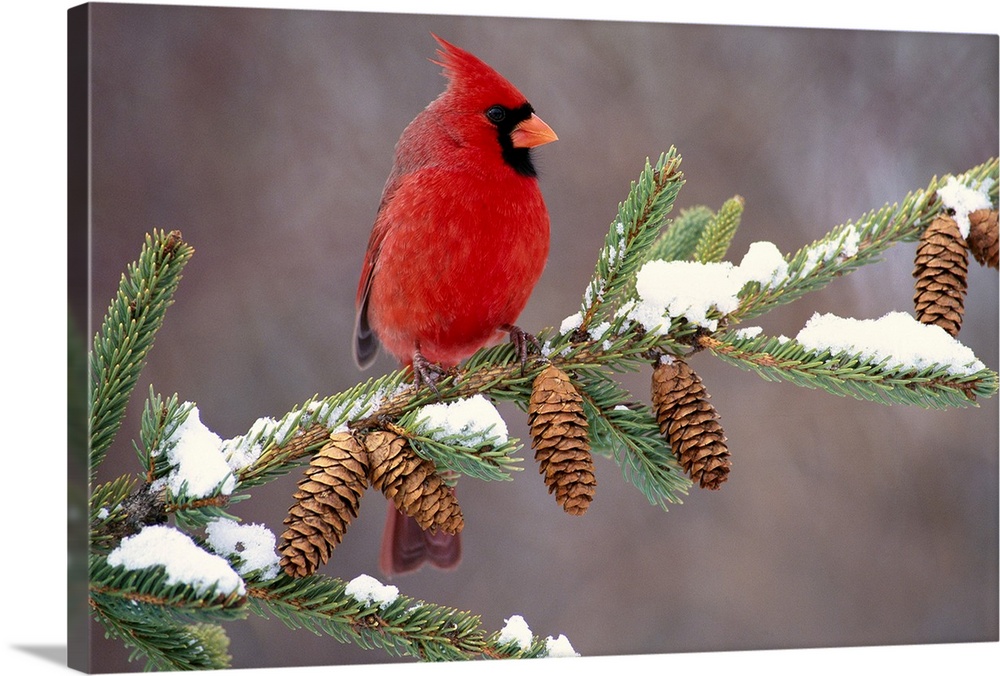A North American song bird rests on a pine branch covered with snow in his horizontal wall art.