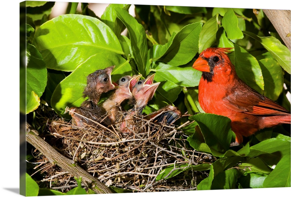 Northern Cardinal father and chicks in nest, Green Valley, Arizona