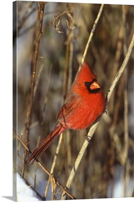 Northern Cardinal male, Long Island, New York