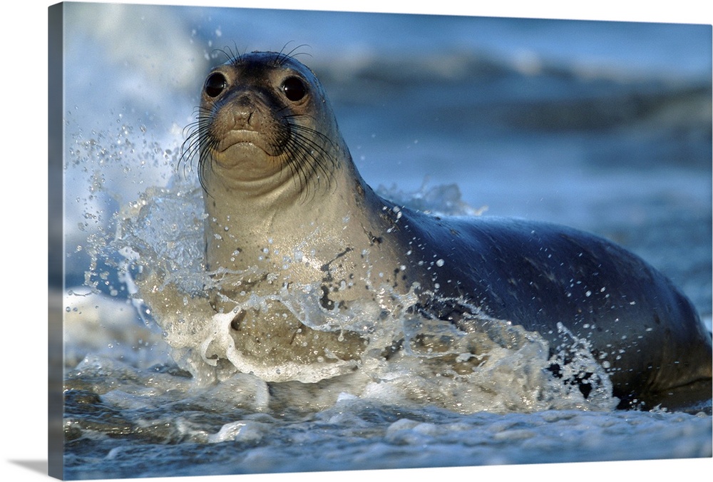 Northern Elephant Seal (Mirounga angustirostris) female in splashing surf, North America