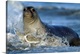 image thumbnail of Northern Elephant Seal (Mirounga angustirostris) female in splashing surf, North America
