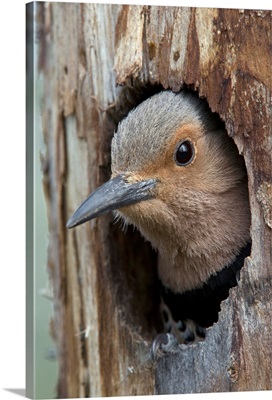 Northern Flicker in nest cavity, Alaska