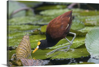 Northern Jacana (Jacana spinosa) foraging on lily pads, Costa Rica