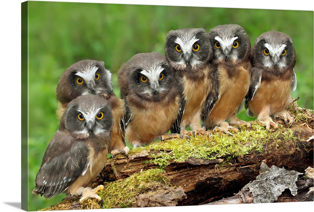 Northern Saw-whet Owl chicks, Saskatchewan, Canada.