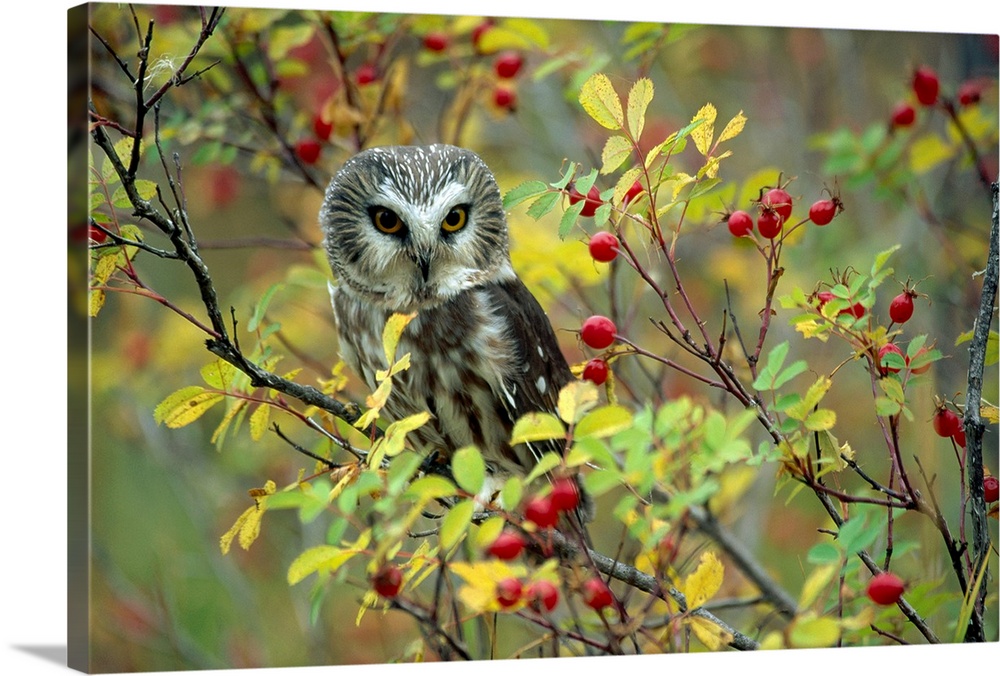 A beautiful photograph taken of an owl perched on a rose bush branch with other branches surrounding the owl.