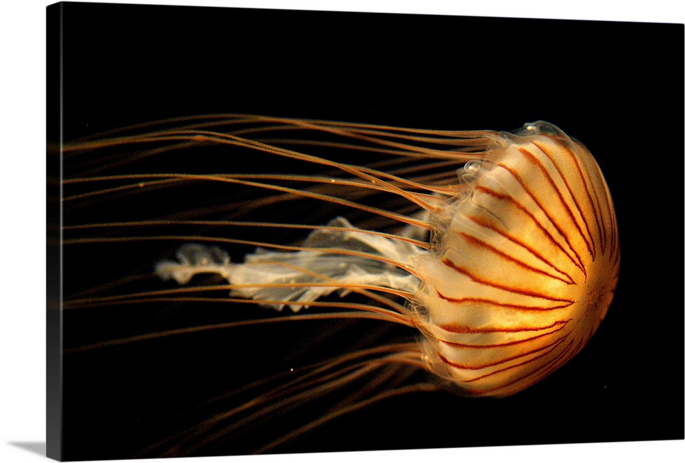 Northern Sea Nettle Jellyfish (Chrysaora melanaster) northern Pacific Ocean