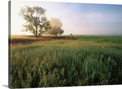 Oak trees shrouded in fog, tallgrass prairie in Flint Hills, Kansas