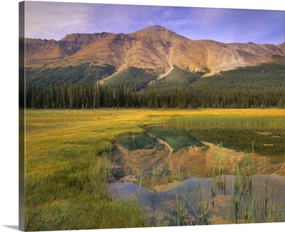 Observation Peak and coniferous forest reflected in pond, Banff National Park, Alberta