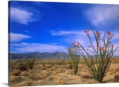 Ocotillo and the Vallecito Mountains, Anza-Borrego Desert State Park, California