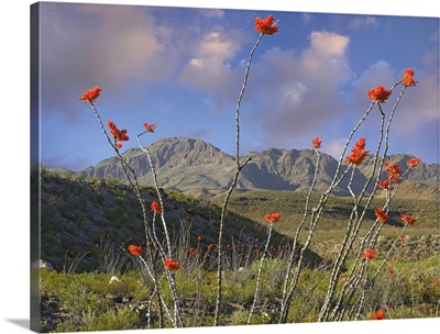 Ocotillo (Fouquieria splendens), Big Bend Ranch State Park, Chihuahuan Desert, Texas