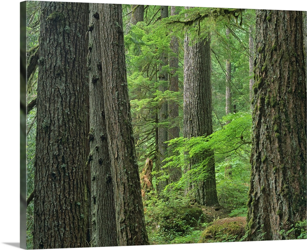 Old growth forest of Western Red Cedar Grove of the Patriarchs, Washington
