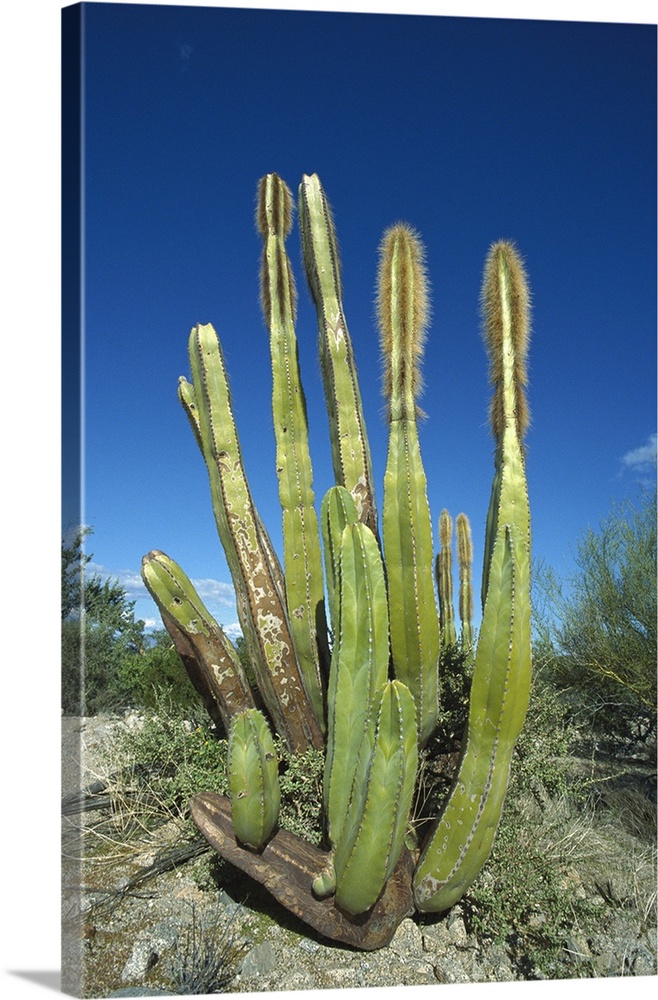 Old Man Cactus (Lophocereus schottii) in Sonoran desert, Mexico