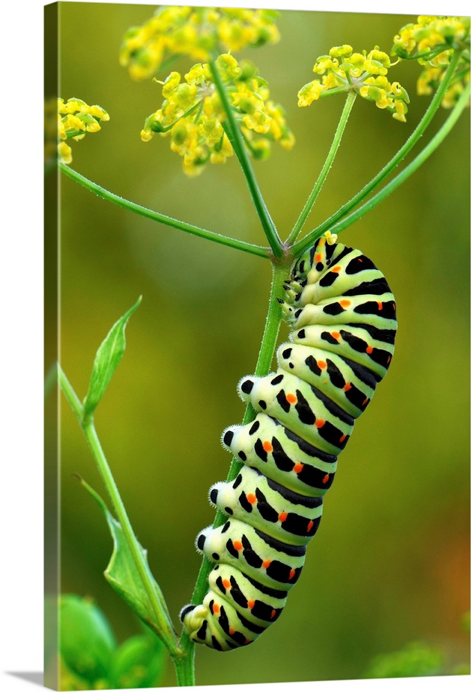 Swallowtail / Schwalbenschwanz - caterpillar - Switzerland