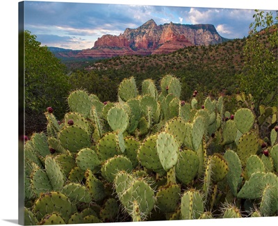 Opuntia Cactus And Mountain, Red Rock-Secret Mountain Wilderness, Arizona