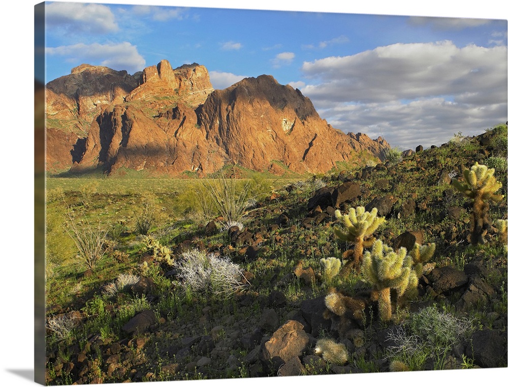 Opuntia cactus and other desert vegetation, Kofa National Wildlife Refuge, Arizona