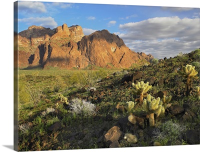Opuntia cactus and other desert vegetation, Kofa National Wildlife Refuge, Arizona