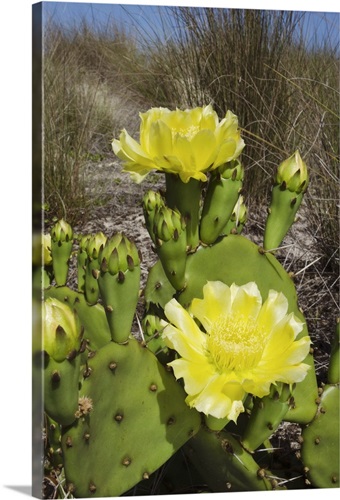 https://static.greatbigcanvas.com/images/singlecanvas_thick_none/minden-pictures/opuntia-opuntia-sp-cactus-flowering-little-st-simons-island-georgia,1058711.jpg?max=500