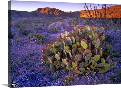 Opuntia (Opuntia sp) in Chihuahuan Desert landscape, Big Bend National Park, Texas
