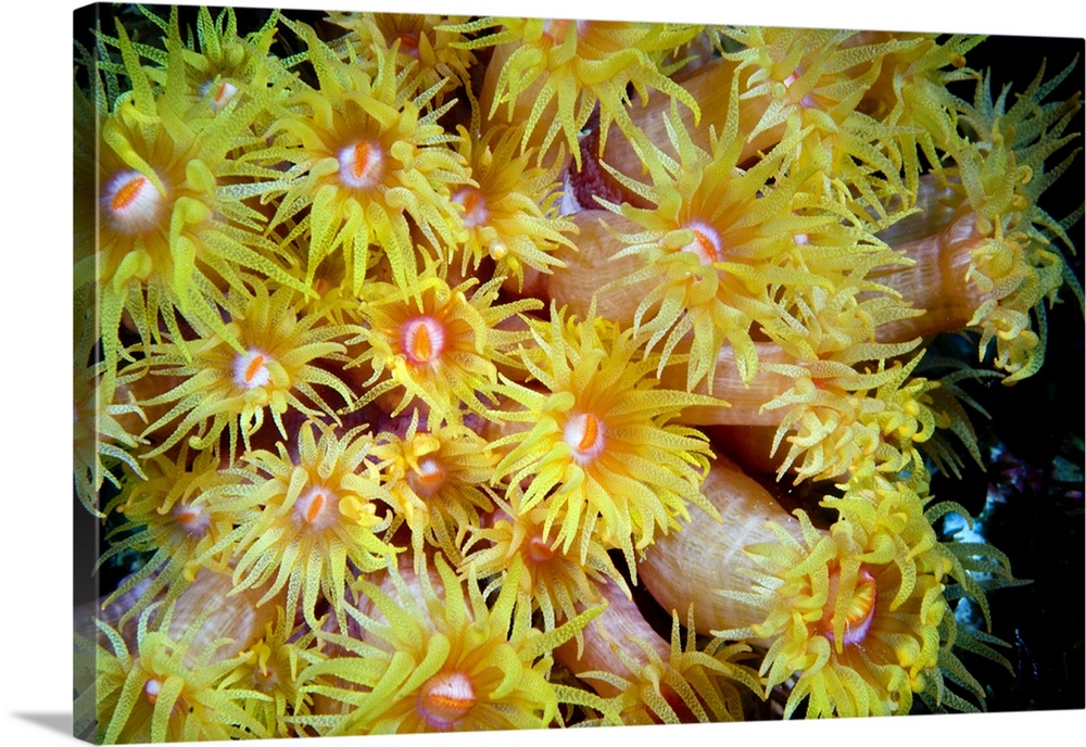 Orange Cup Coral (Tubastrea coccinea),  Red Sea, Egypt
