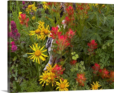 Orange Sneezeweed and Indian Paintbrush flowers in meadow, North America
