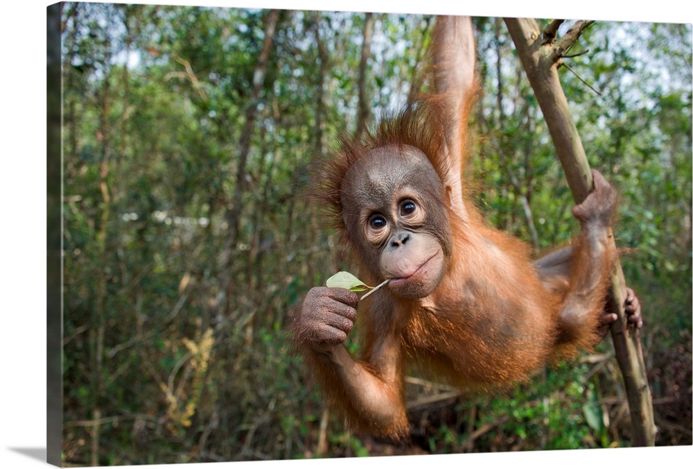 Orangutan infant playing in tree, Orangutan Care Center, Borneo, Indonesia