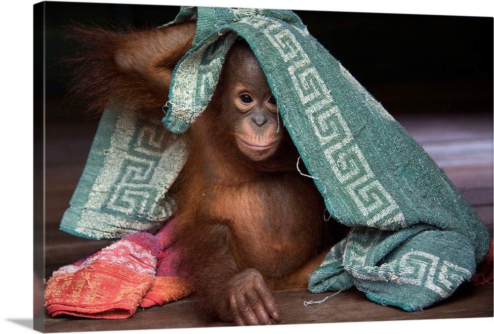 Orangutan infant playing with towel, Borneo, Indonesia