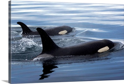 Orca mother and calf surfacing, Prince William Sound, Alaska