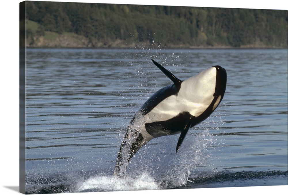 Orca (Orcinus orca) breaching along the Inside Passage, Alaska