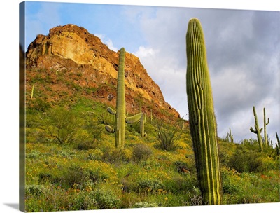 Organ Pipe Cactus, Organ Pipe Cactus National Monument, Sonoran Desert, Arizona