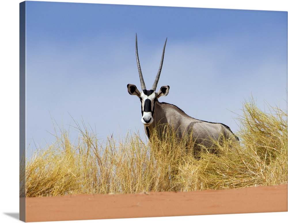 Oryx (Oryx gazella), Namibia.
